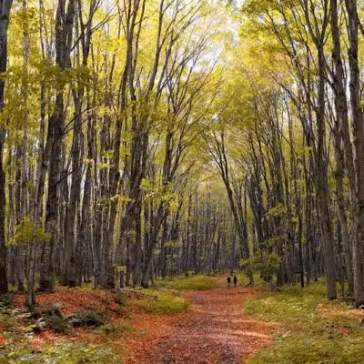 Chapel Falls Trailhead - Shingleton,