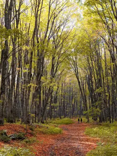 Chapel Falls Trailhead - Shingleton,