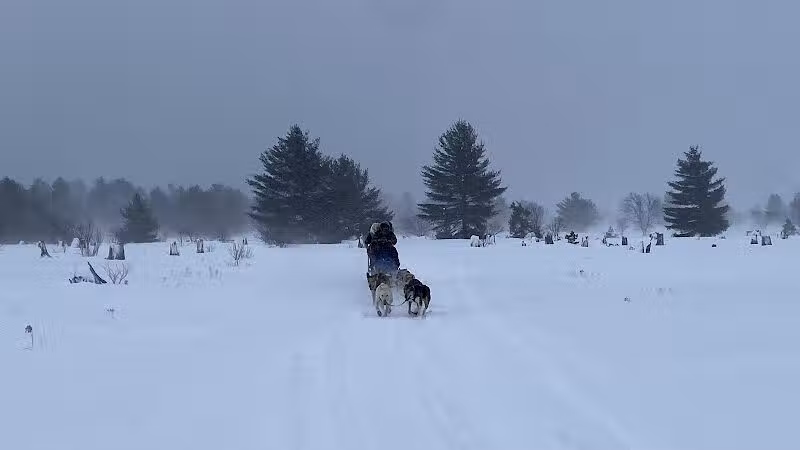 Husky Haven Kennels - Shingleton,