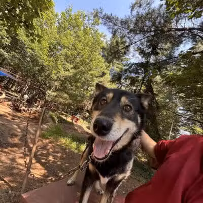 Husky Haven Kennels - Shingleton,