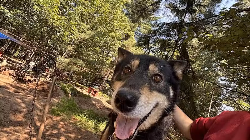 Husky Haven Kennels - Shingleton,