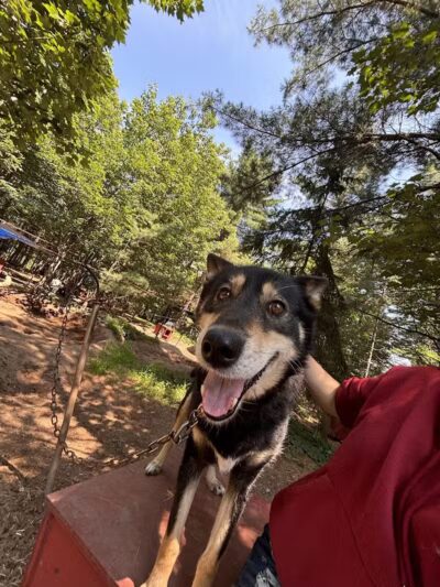 Husky Haven Kennels - Shingleton,