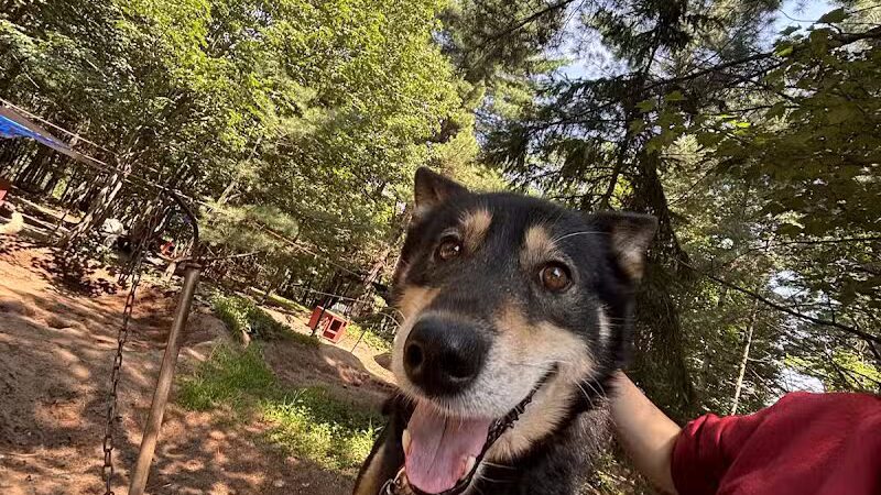 Husky Haven Kennels - Shingleton,
