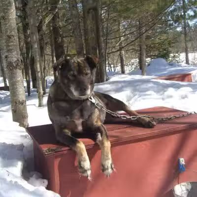 Husky Haven Kennels - Shingleton,