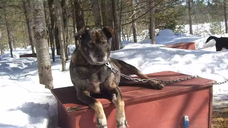 Husky Haven Kennels - Shingleton,