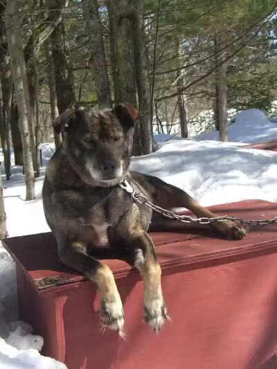 Husky Haven Kennels - Shingleton,