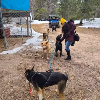 Husky Haven Kennels - Shingleton,