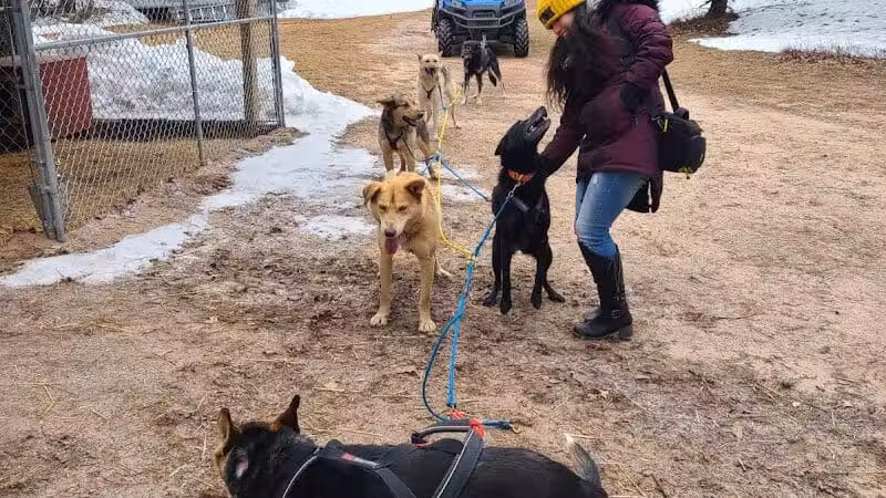 Husky Haven Kennels - Shingleton,