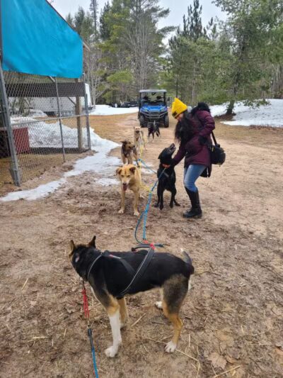 Husky Haven Kennels - Shingleton,