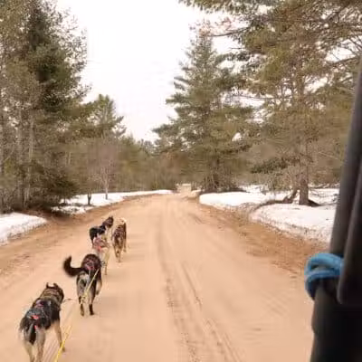 Husky Haven Kennels - Shingleton,