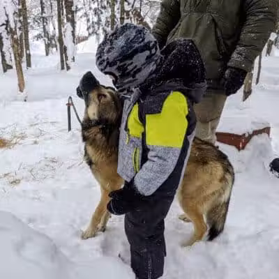 Husky Haven Kennels - Shingleton,