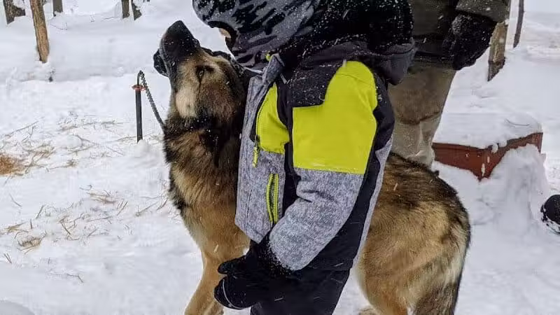 Husky Haven Kennels - Shingleton,