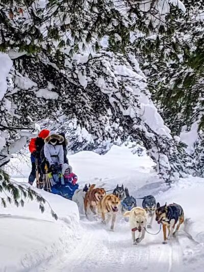 Husky Haven Kennels - Shingleton,