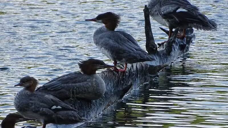 Little Beaver Lake Campground Trailhead - Shingleton,