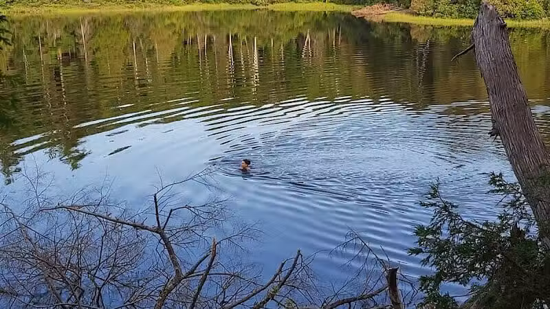 Little Beaver Lake Campground Trailhead - Shingleton,