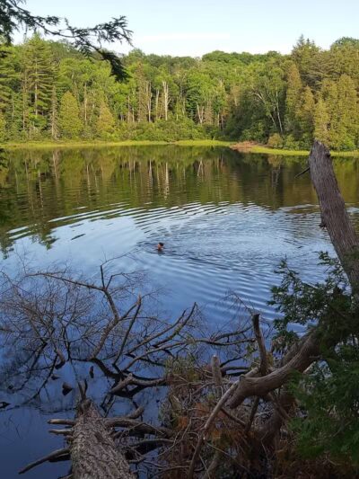 Little Beaver Lake Campground Trailhead - Shingleton,