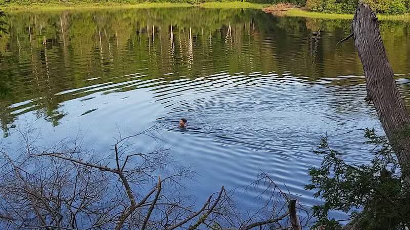 Little Beaver Lake Campground Trailhead - Shingleton,