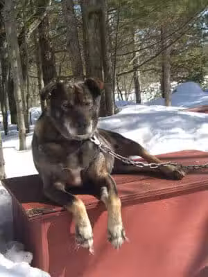 Husky Haven Kennels - Shingleton,