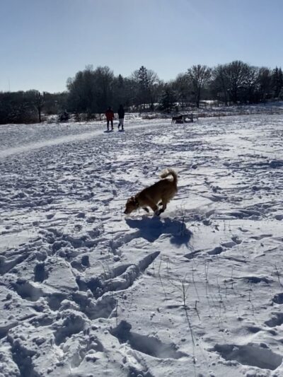 Rice Creek Off-Leash Dog Area - Shoreview, MN