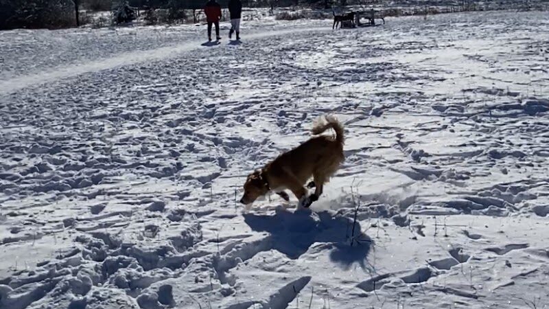 Rice Creek Off-Leash Dog Area - Shoreview, MN