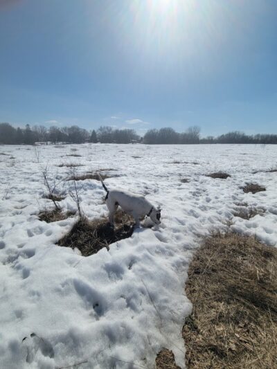 Rice Creek Off-Leash Dog Area - Shoreview, MN