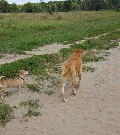 Rice Creek Off-Leash Dog Area - Shoreview, MN