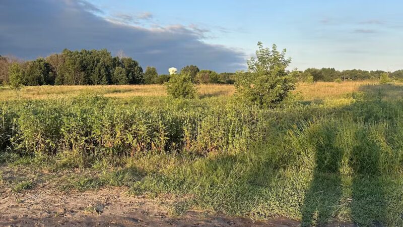 Rice Creek Off-Leash Dog Area - Shoreview, MN