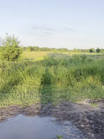 Rice Creek Off-Leash Dog Area - Shoreview, MN
