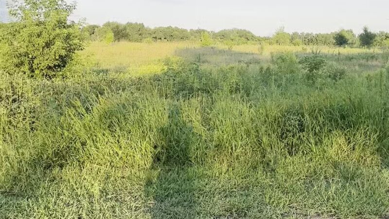 Rice Creek Off-Leash Dog Area - Shoreview, MN