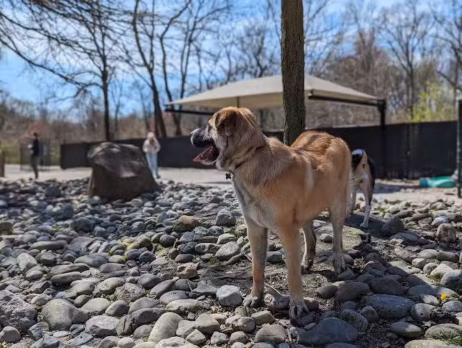 Large Dog Area - Short Hills, NJ
