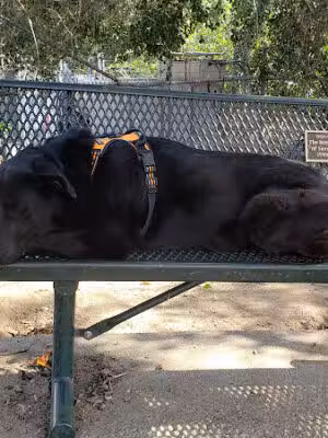 Sierra Madre Dog Park - Sierra Madre, CA