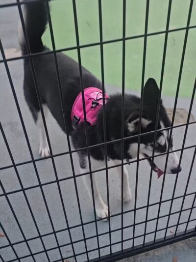 Dog Park at Dewey Local Park - Silver Spring, MD