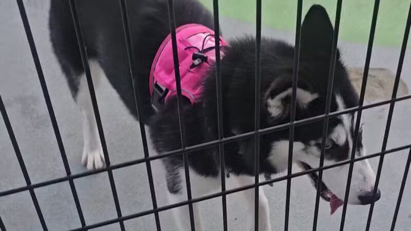 Dog Park at Dewey Local Park - Silver Spring, MD