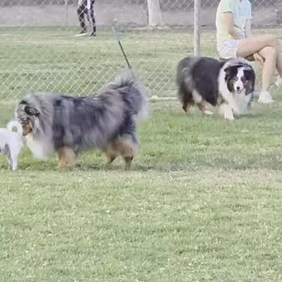 Simi Dog Park - Simi Valley, CA