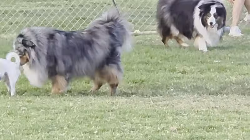 Simi Dog Park - Simi Valley, CA