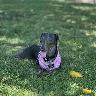 Simi Dog Park - Simi Valley, CA