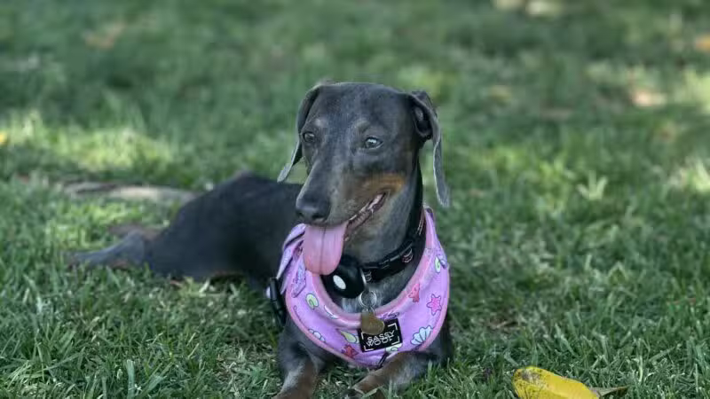 Simi Dog Park - Simi Valley, CA