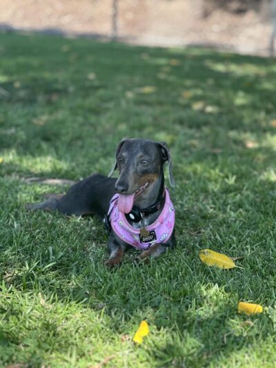 Simi Dog Park - Simi Valley, CA