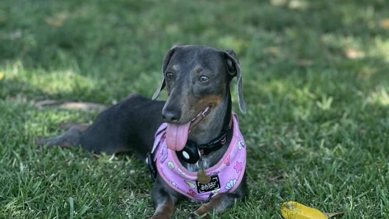 Simi Dog Park - Simi Valley, CA