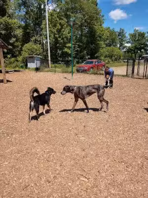 Paw Meadow Dog Park - Simsbury, CT