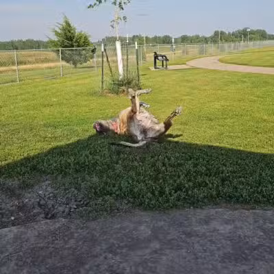 Family Park Dog Park - Sioux Falls, SD