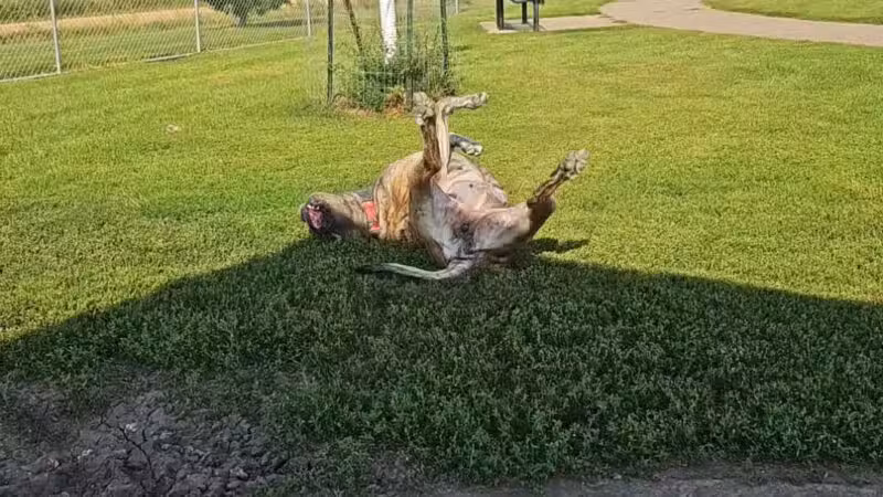 Family Park Dog Park - Sioux Falls, SD