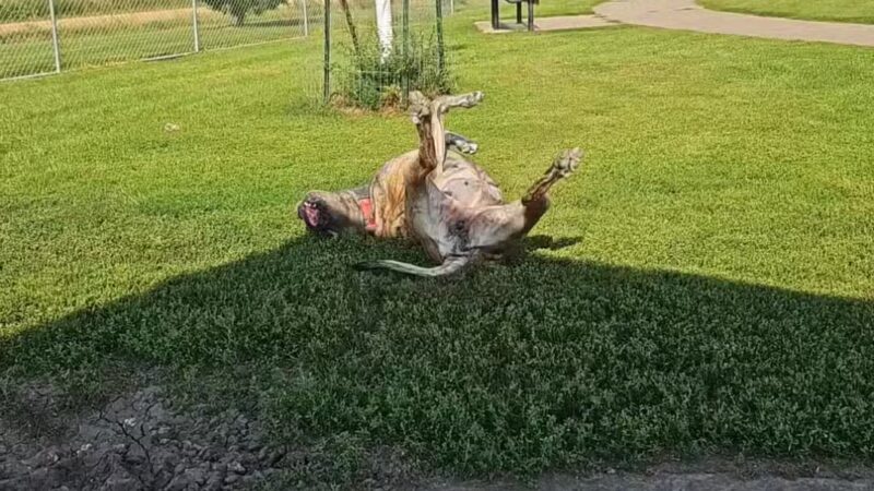 Family Park Dog Park - Sioux Falls, SD