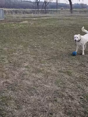 Lien Park Dog Park - Sioux Falls, SD
