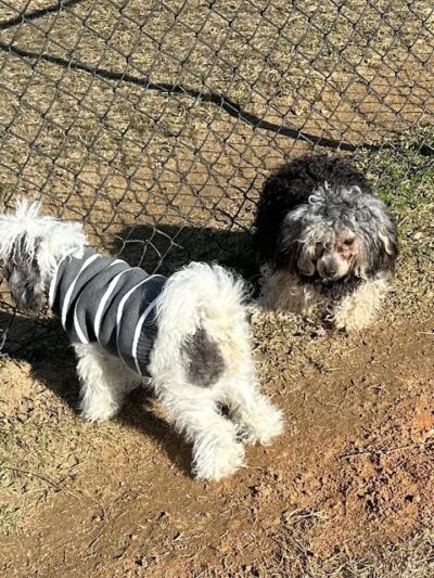 Smithfield Dog Park - Smithfield, NC