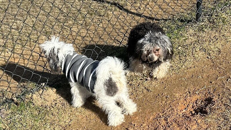 Smithfield Dog Park - Smithfield, NC