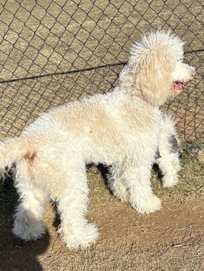 Smithfield Dog Park - Smithfield, NC