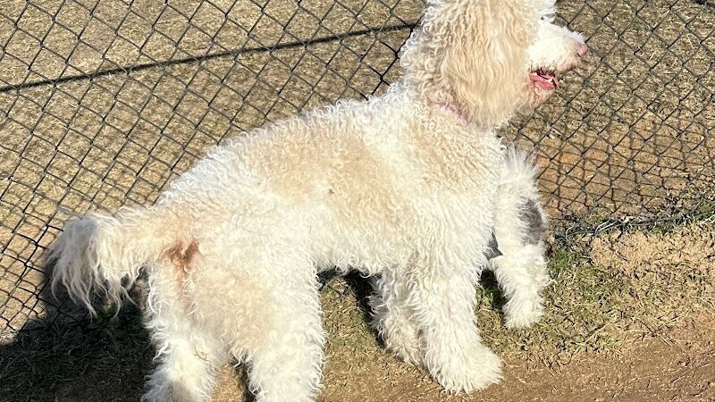 Smithfield Dog Park - Smithfield, NC