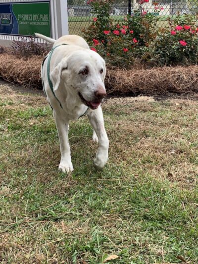 Smithfield Dog Park - Smithfield, NC