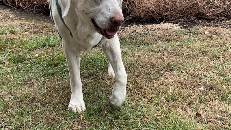 Smithfield Dog Park - Smithfield, NC